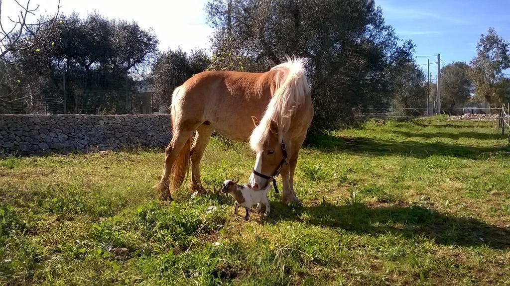 Trulli Aurasia Ostuni Pokoj fotografie