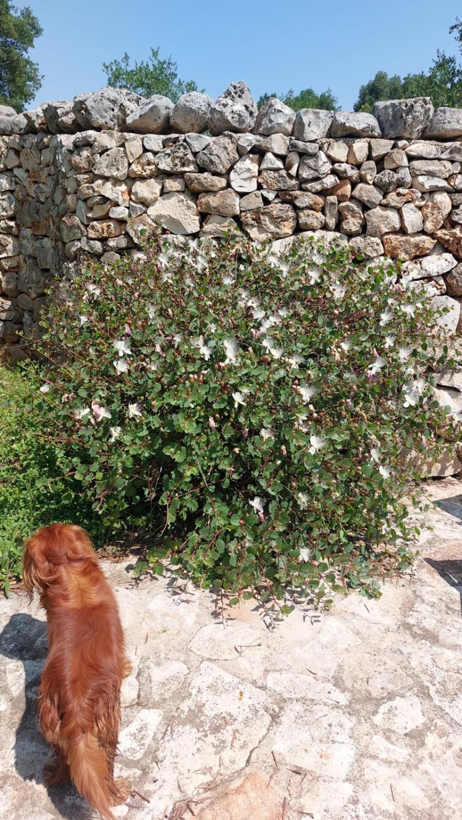 Trulli Aurasia Ostuni Exteriér fotografie