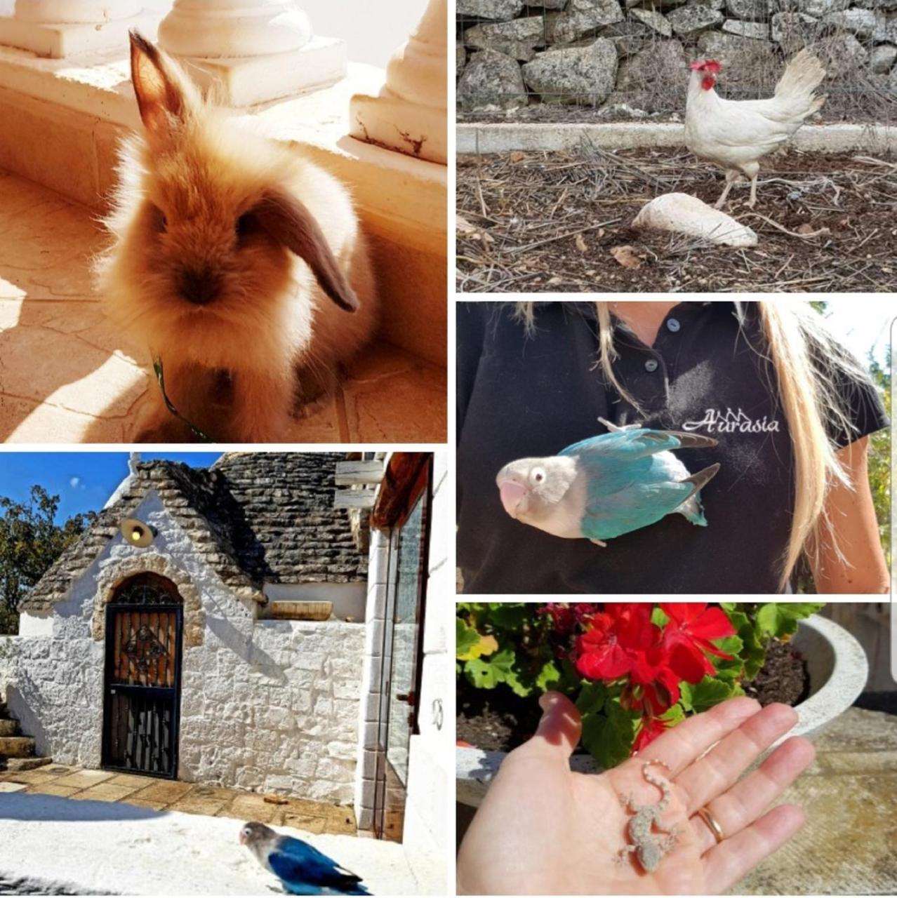 Trulli Aurasia Ostuni Exteriér fotografie